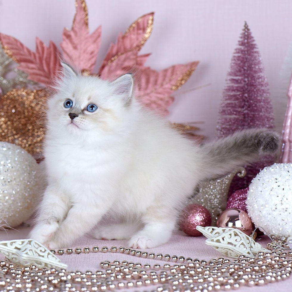 Thumbnail: 054 Neo (R) Siberian male kitten