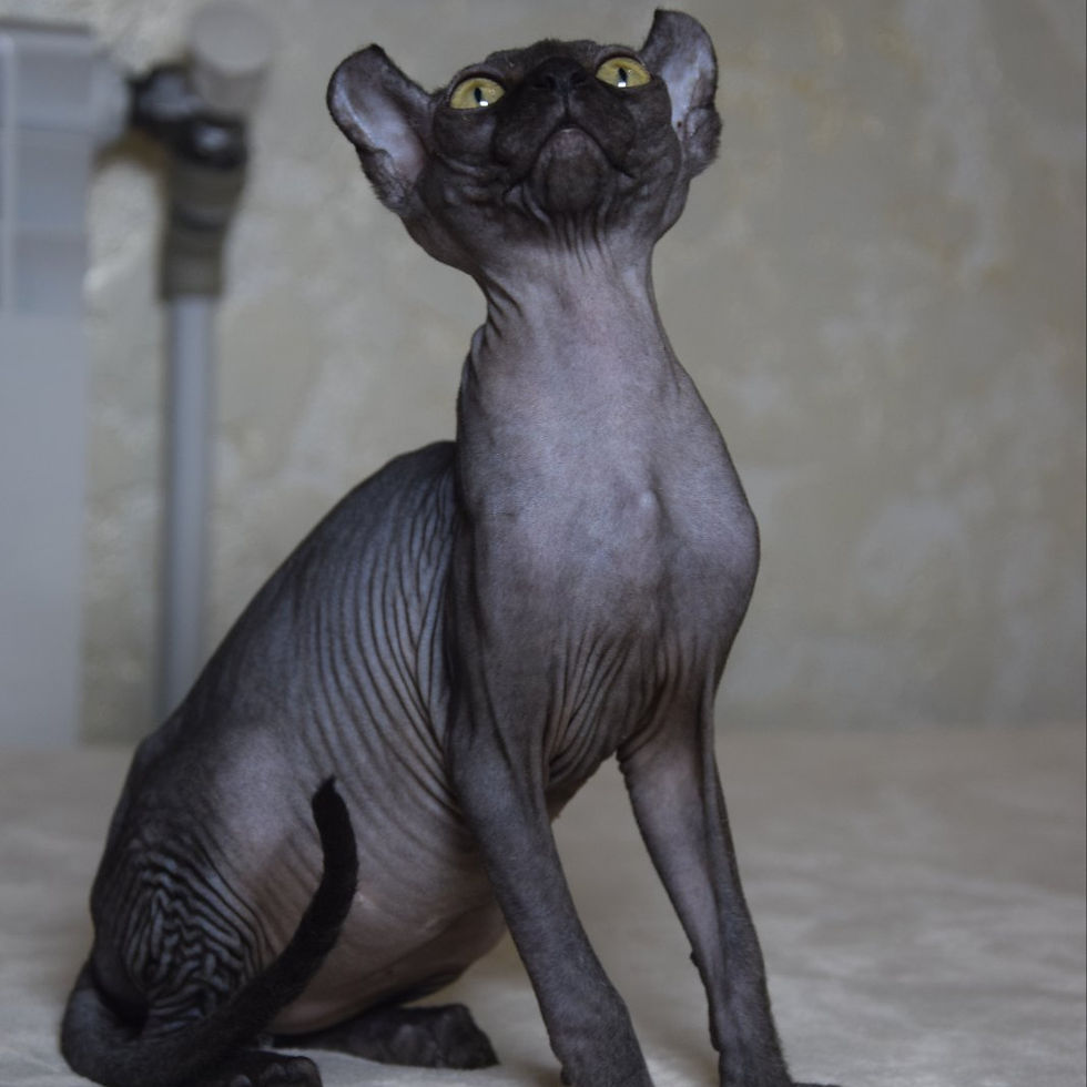Thumbnail: 233 Bast (BL) Elf female kitten