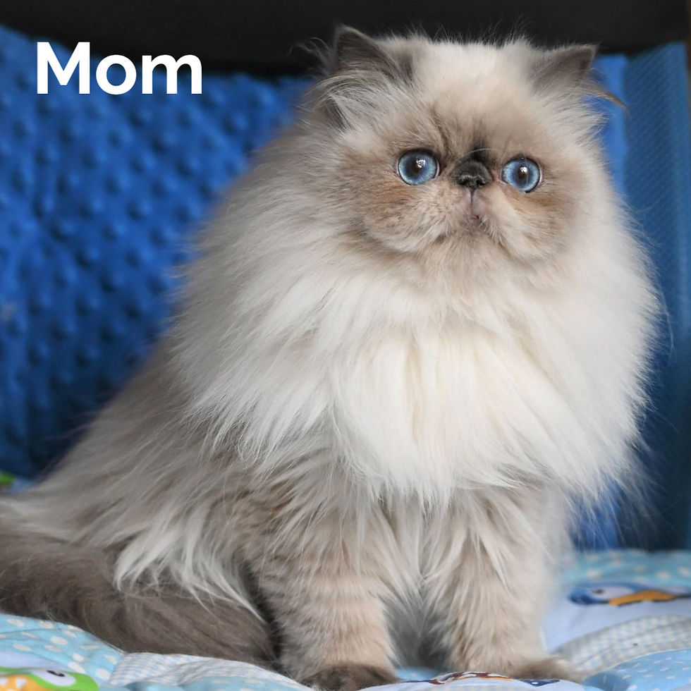 Thumbnail: 224 Dimon (U) Persian longhair male kitten