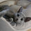Thumbnail: 431 Zizi (PL) purebred Russian blue female kitten