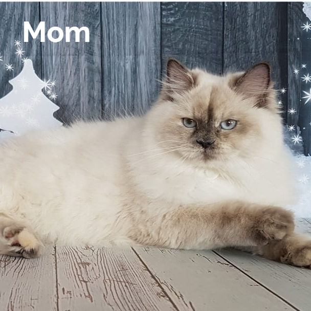 Thumbnail: 476 Pippa (R) Siberian female kitten