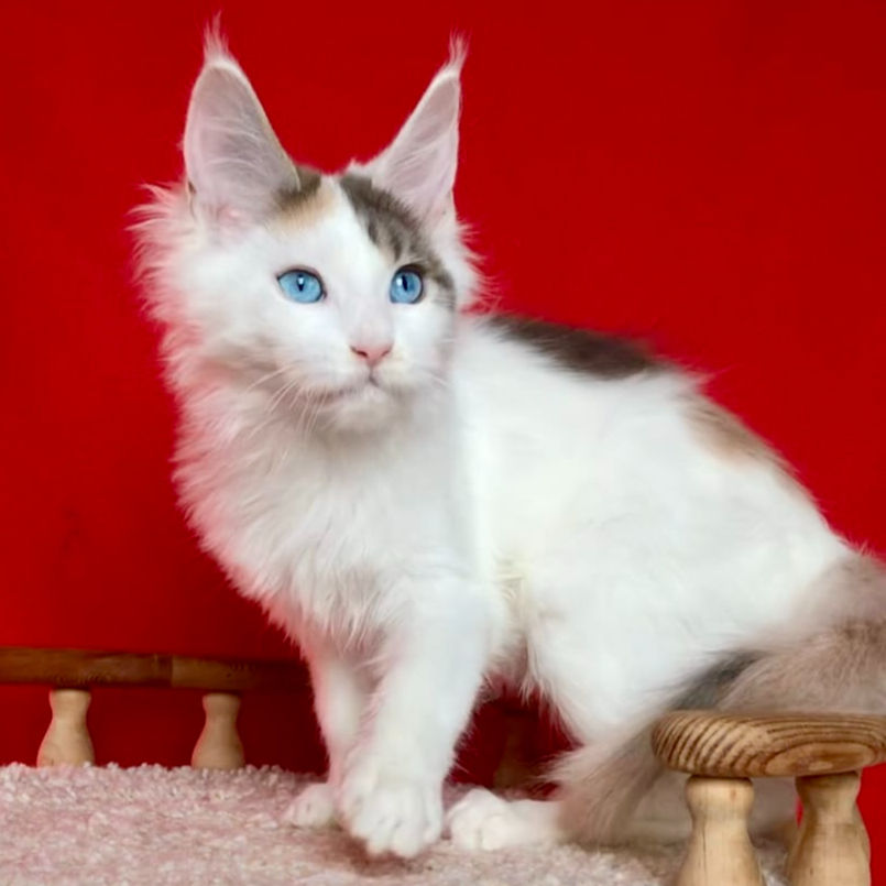 Thumbnail: 389 Dior (R) Maine Coon female kitten