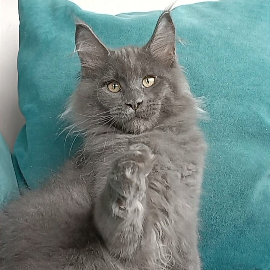 Thumbnail: 1089 Izumrud (R) Maine Coon male kitten