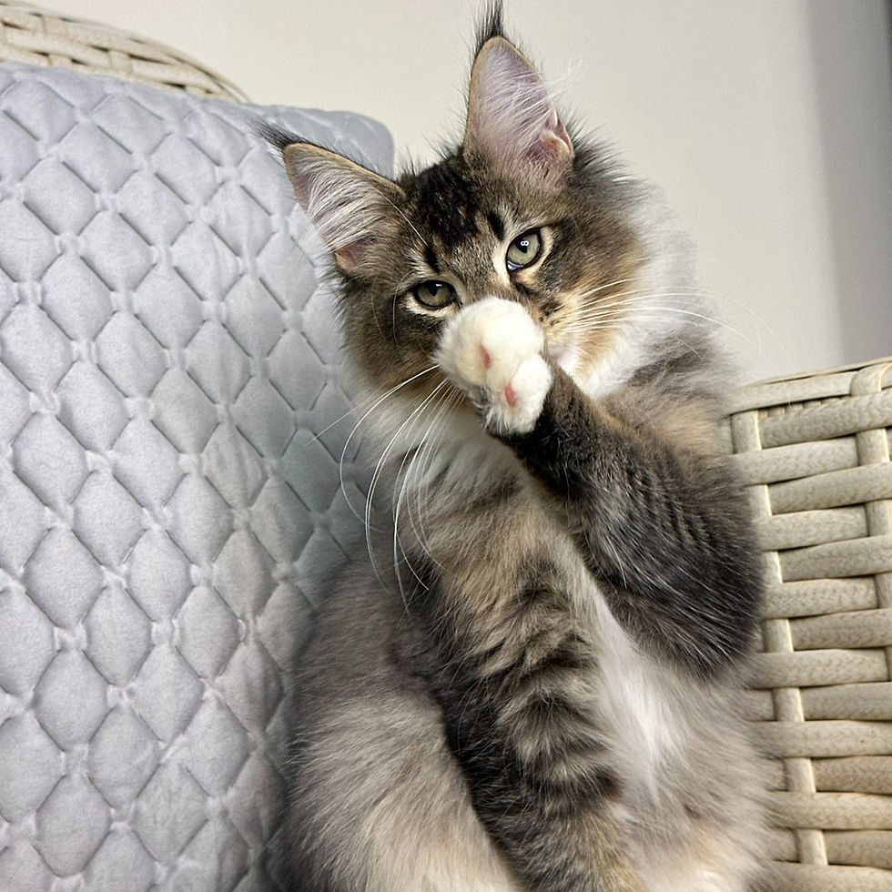 Thumbnail: 1397 William (U) Maine Coon male kitten