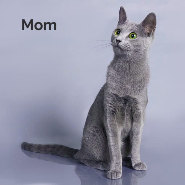 Thumbnail: 100 Idji (R) purebred Russian blue female kitten