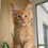 Thumbnail: 1240 Qumir (R) Maine Coon male kitten