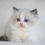 Thumbnail: 311 X-Bran (U) Ragdoll male kitten