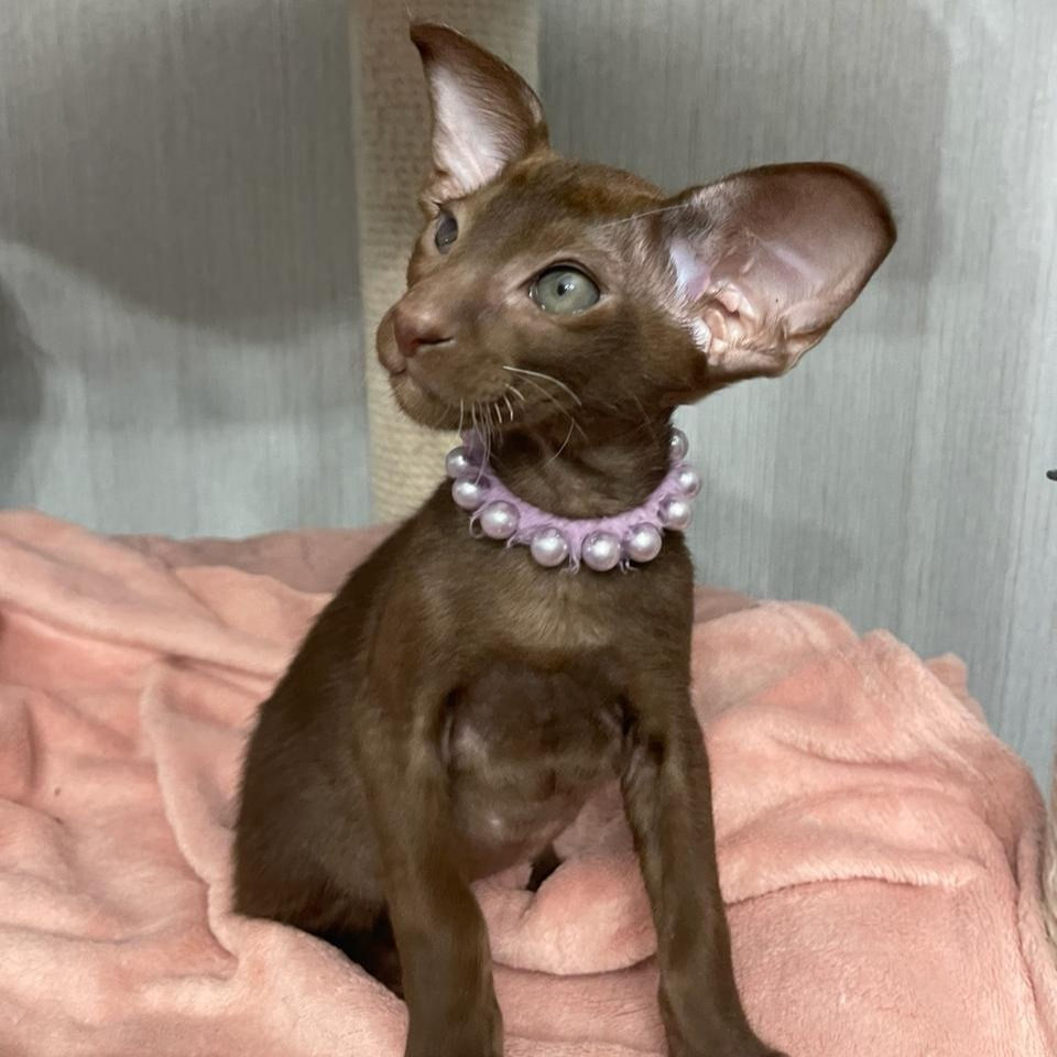 Thumbnail: 251 Zlatan (R) Oriental male kitten