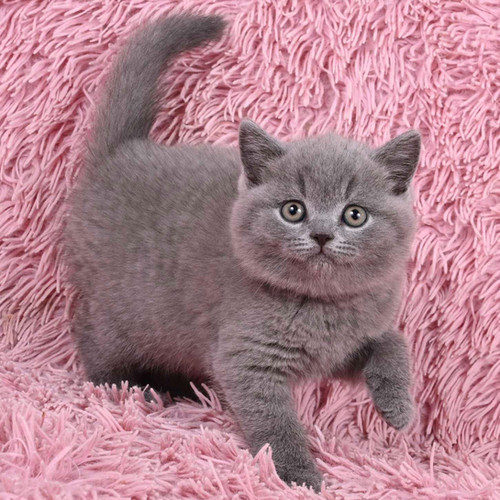 Petfinder Earl Grey Cat Pawsitively Safe Lost Pet Finder Safe Lost - Main Image