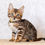 Thumbnail: 544 Flesh (BL) purebred Bengal male kitten