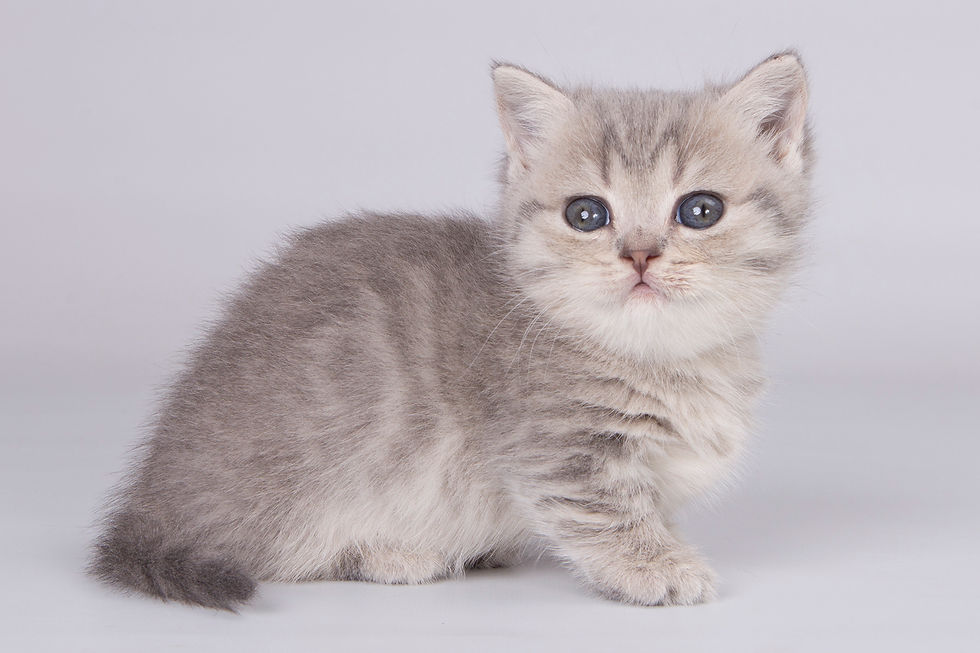 Thumbnail: 099 Ladybug (U) Munchkin shorthair female kitten