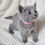 Thumbnail: 106 Tequila (PL) purebred Russian blue female kitten