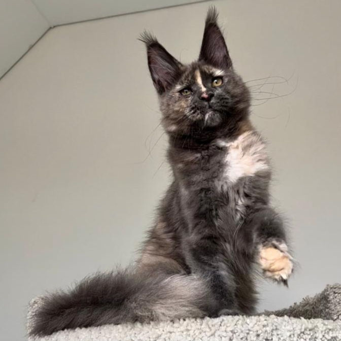 Thumbnail: 1063 Kaitlin (R) Maine Coon female kitten