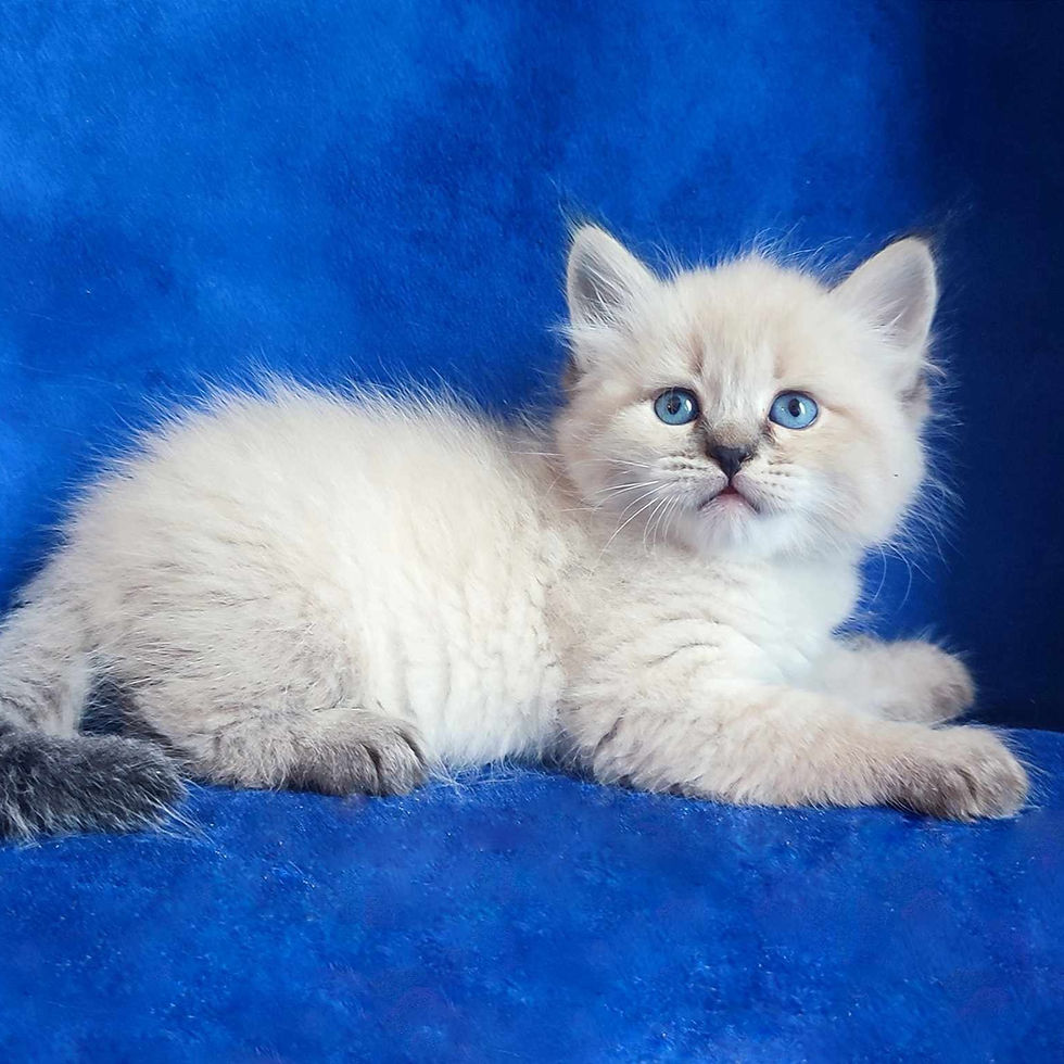 Thumbnail: 196 Qadar (U) Siberian male kitten