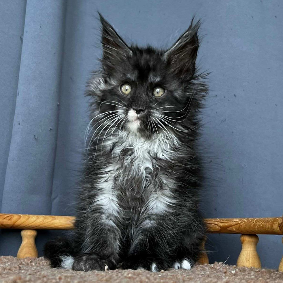 Thumbnail: 729 Milky Way (R) Maine Coon male kitten