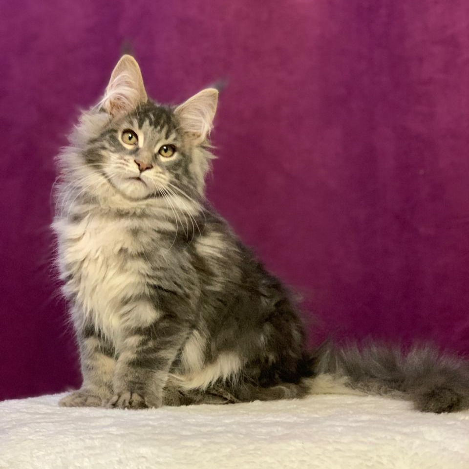 Thumbnail: 210 Elmira Polydactyl 5/5/6/6 (R) Maine Coon female kitten