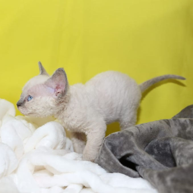 Thumbnail: 258 Baffi (R) Devon Rex female kitten