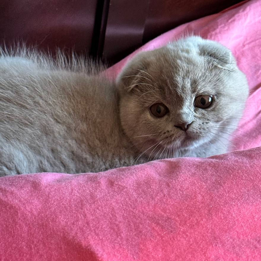 Thumbnail: 619 Dayana (U) Scottish Fold shorthair female kitten