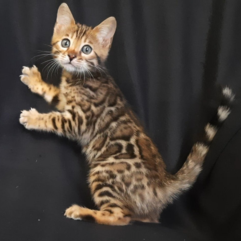 Thumbnail: 220 Mia (U) purebred Bengal female kitten