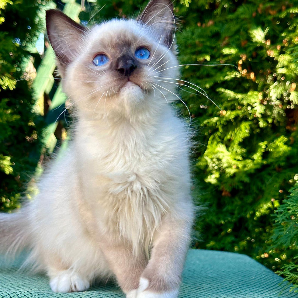 Thumbnail: 464 Emma (BL) Ragdoll female kitten