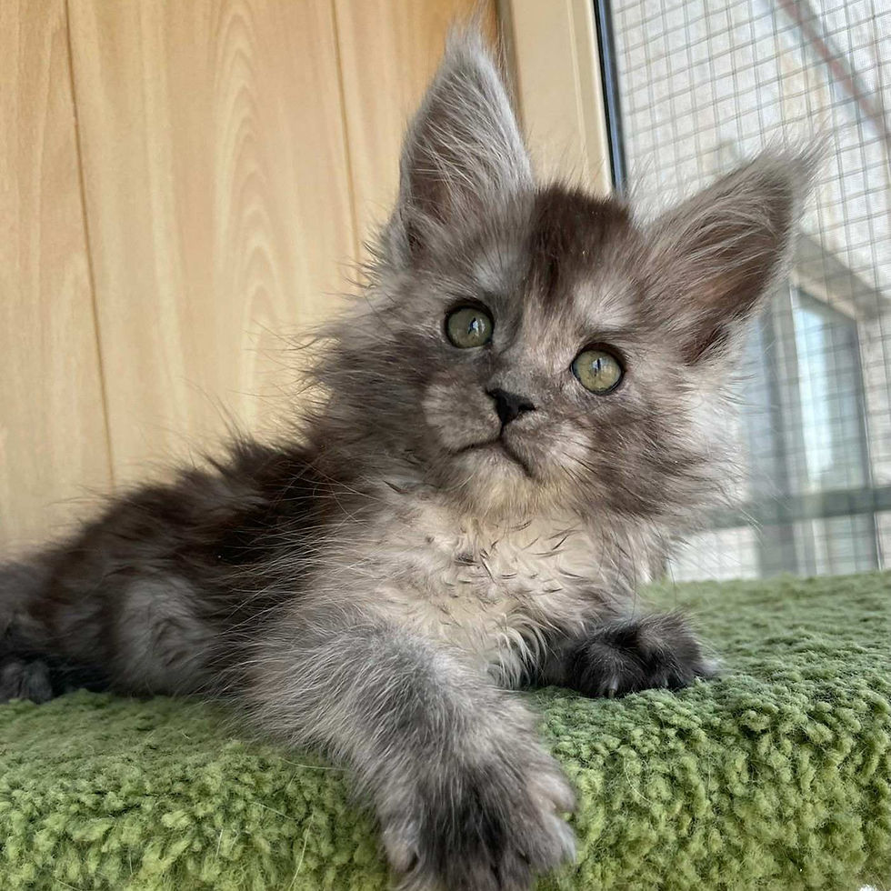 Thumbnail: 355 Jaguar (R) Maine Coon male kitten