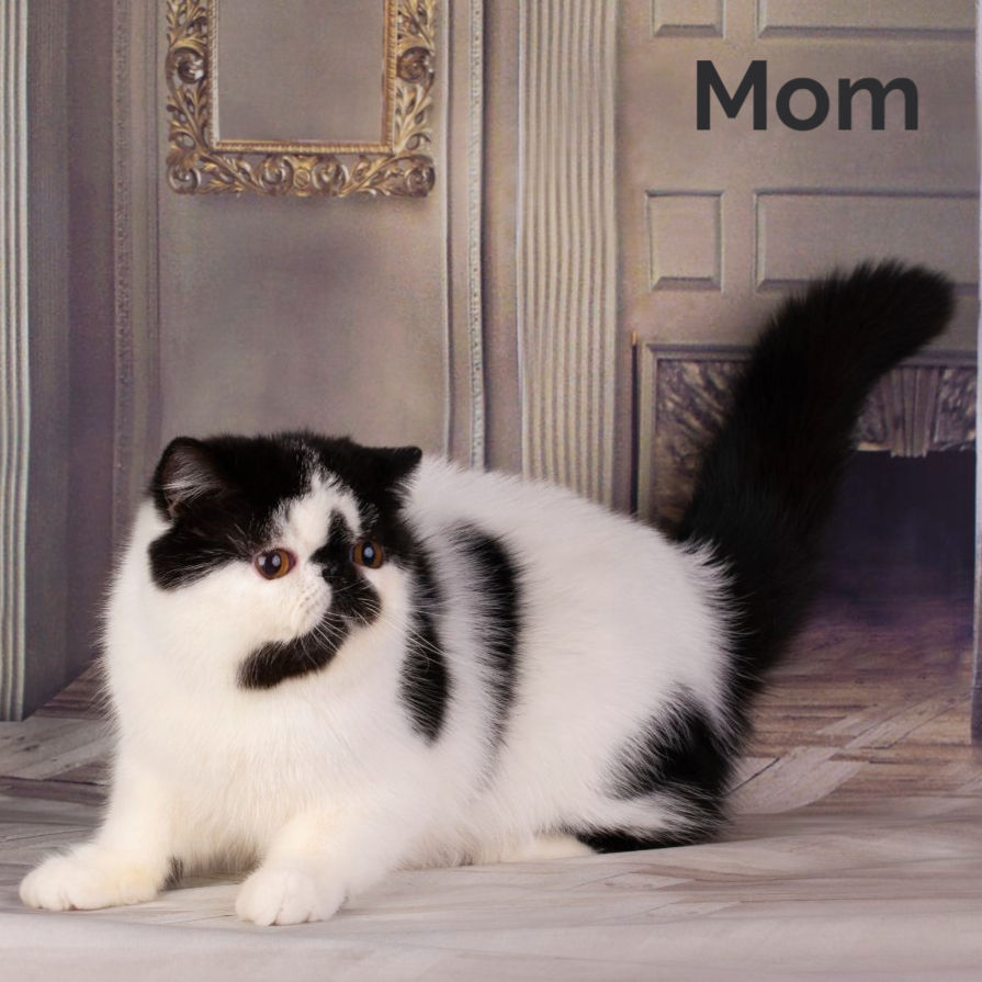 Thumbnail: 284 Esenia (R) Exotic shorthair female kitten