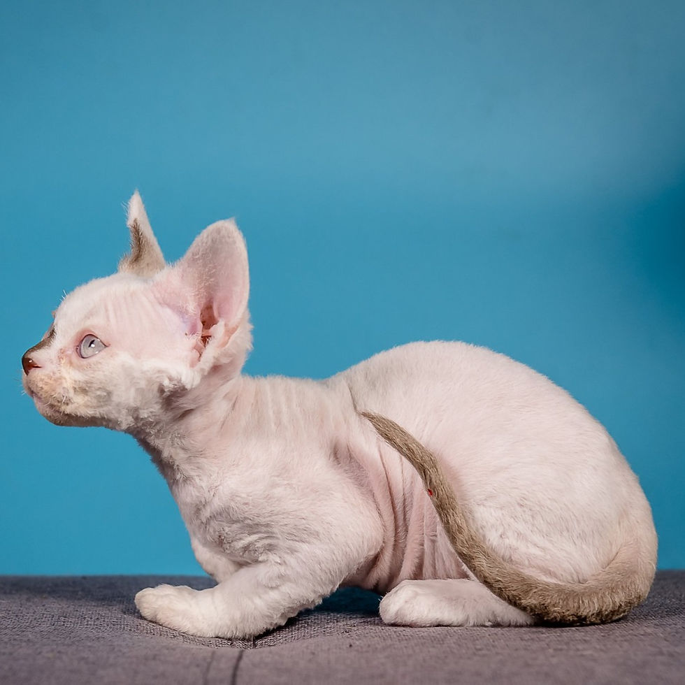 Thumbnail: 278 Kai (U) Devon Rex male kitten
