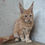 Thumbnail: 396 Mars (R) Maine Coon male kitten