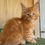 Thumbnail: 1240 Qumir (R) Maine Coon male kitten