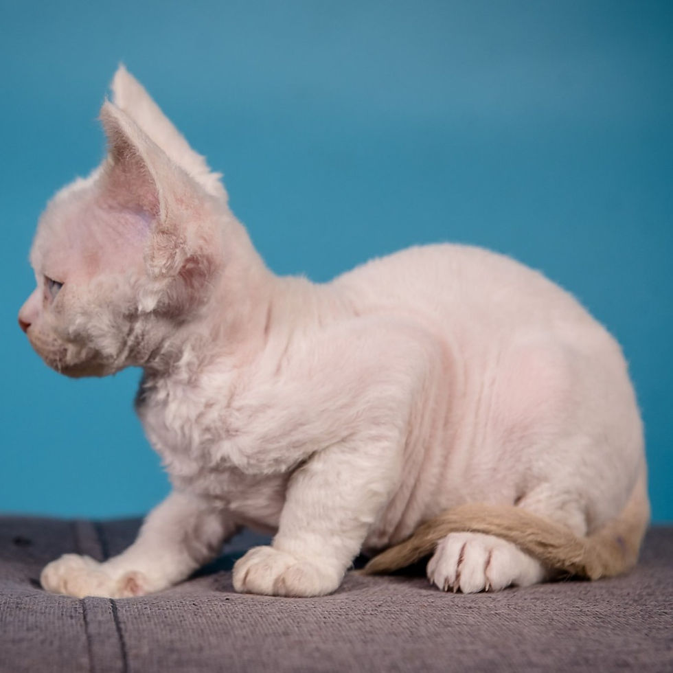 Thumbnail: 277 Kipr (U) Devon Rex male kitten