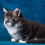 Thumbnail: 737 Bruno (U) Maine Coon male kitten