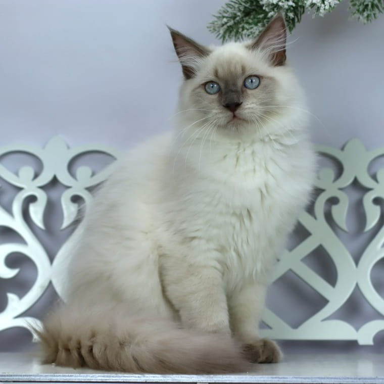 Thumbnail: 064 Glamour (R) Siberian male kitten