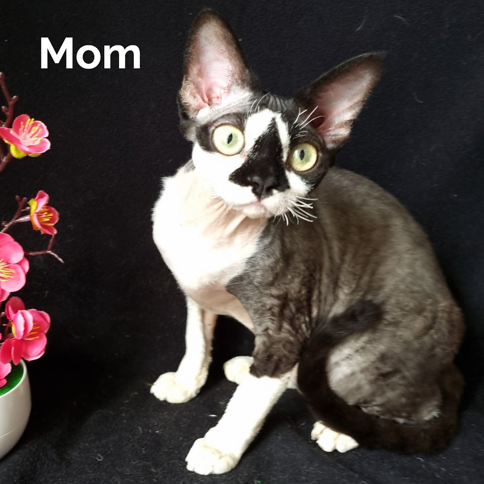 Thumbnail: 732 Nike (U) Devon Rex male kitten