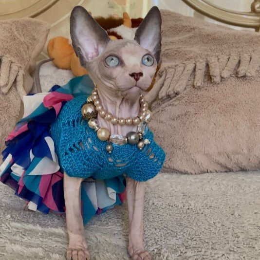 Thumbnail: 686 EVA (R) Sphynx female kitten