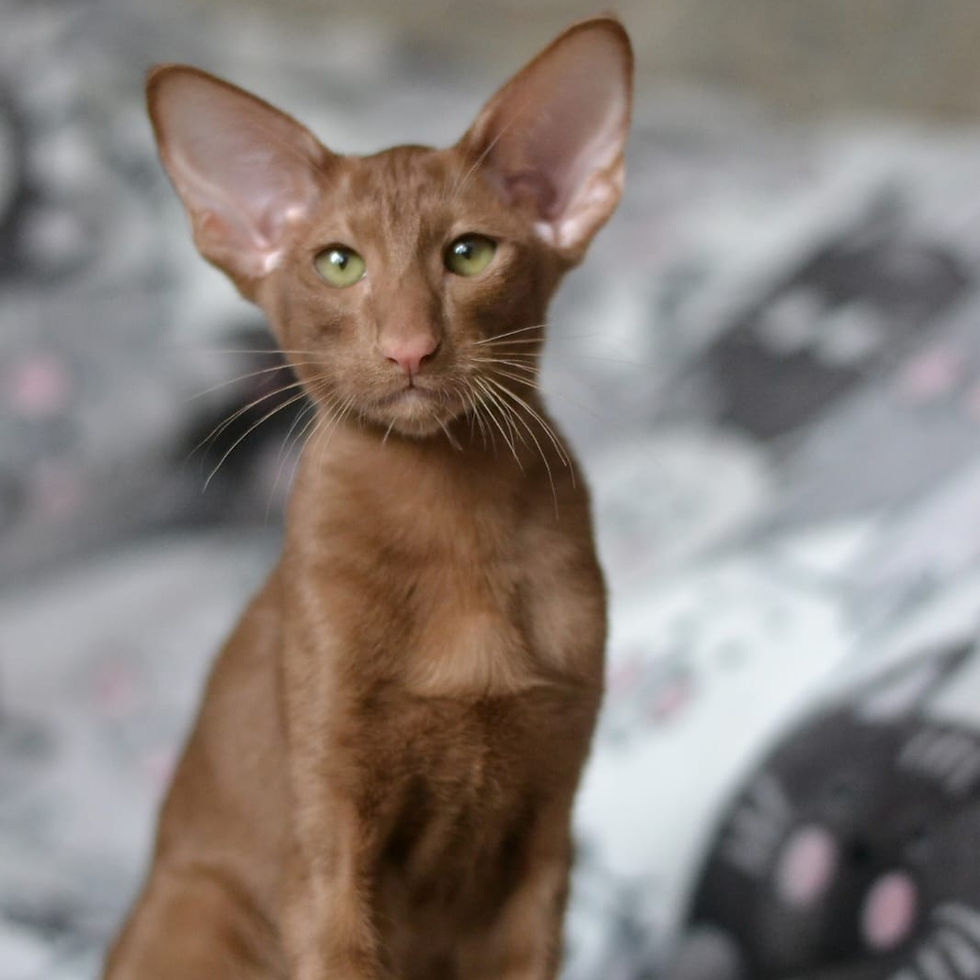 Thumbnail: 138 Rose (R) Oriental female kitten