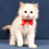 Thumbnail: 076 Yang (R) Ragdoll male kitten