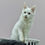 Thumbnail: 298 Filya (U) Maine Coon male kitten