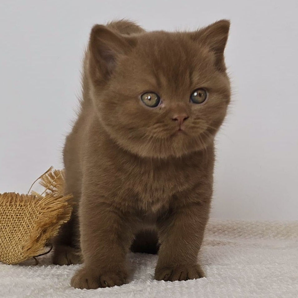 Thumbnail: 154 Dijon (PL) British shorthair male kitten