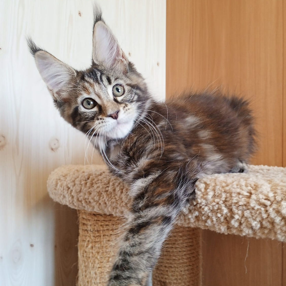 Thumbnail: 987 Joyce (R) Maine Coon female kitten