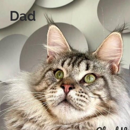 Thumbnail: 1254 Porsche (R) Maine Coon male kitten