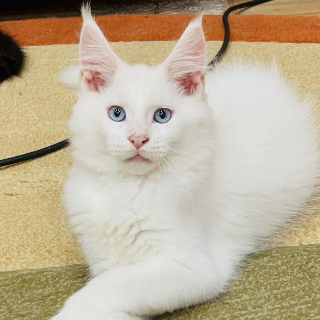 604 Vulf (R) Maine Coon male kitten