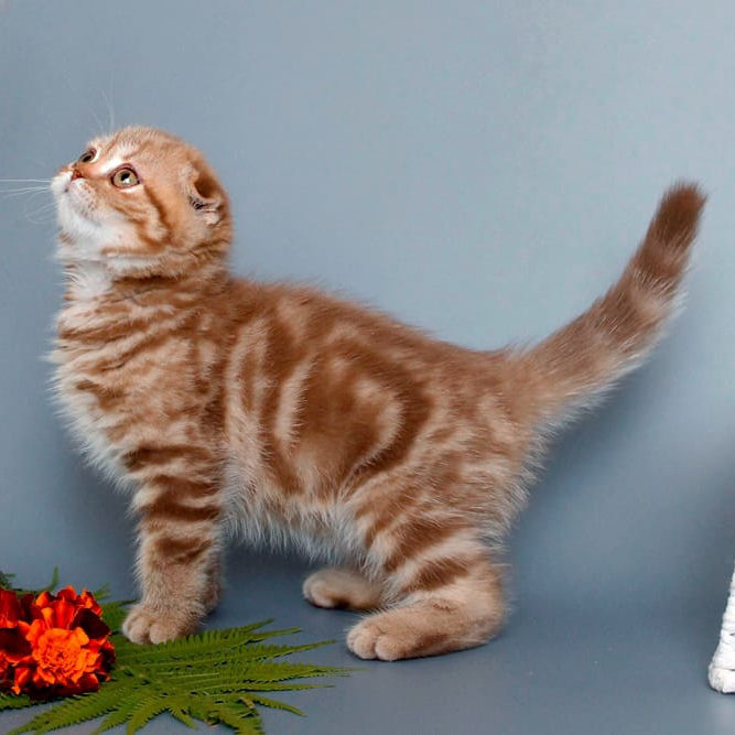 Thumbnail: 508 Odelina (BL) Scottish Fold shorthair female kitten