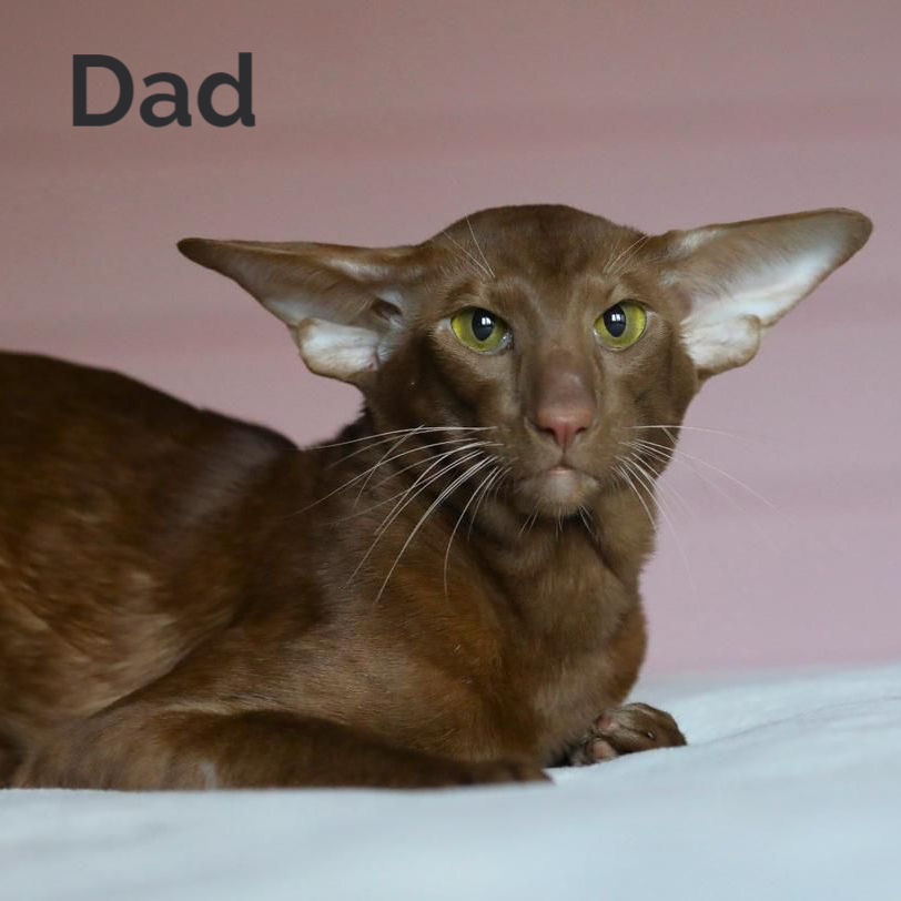 Thumbnail: 530 Gorgona (R) Oriental female kitten