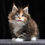 Thumbnail: 1256 Lilia (R) Maine Coon female kitten