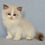 Thumbnail: 206 Wiorika (U) Ragdoll female kitten