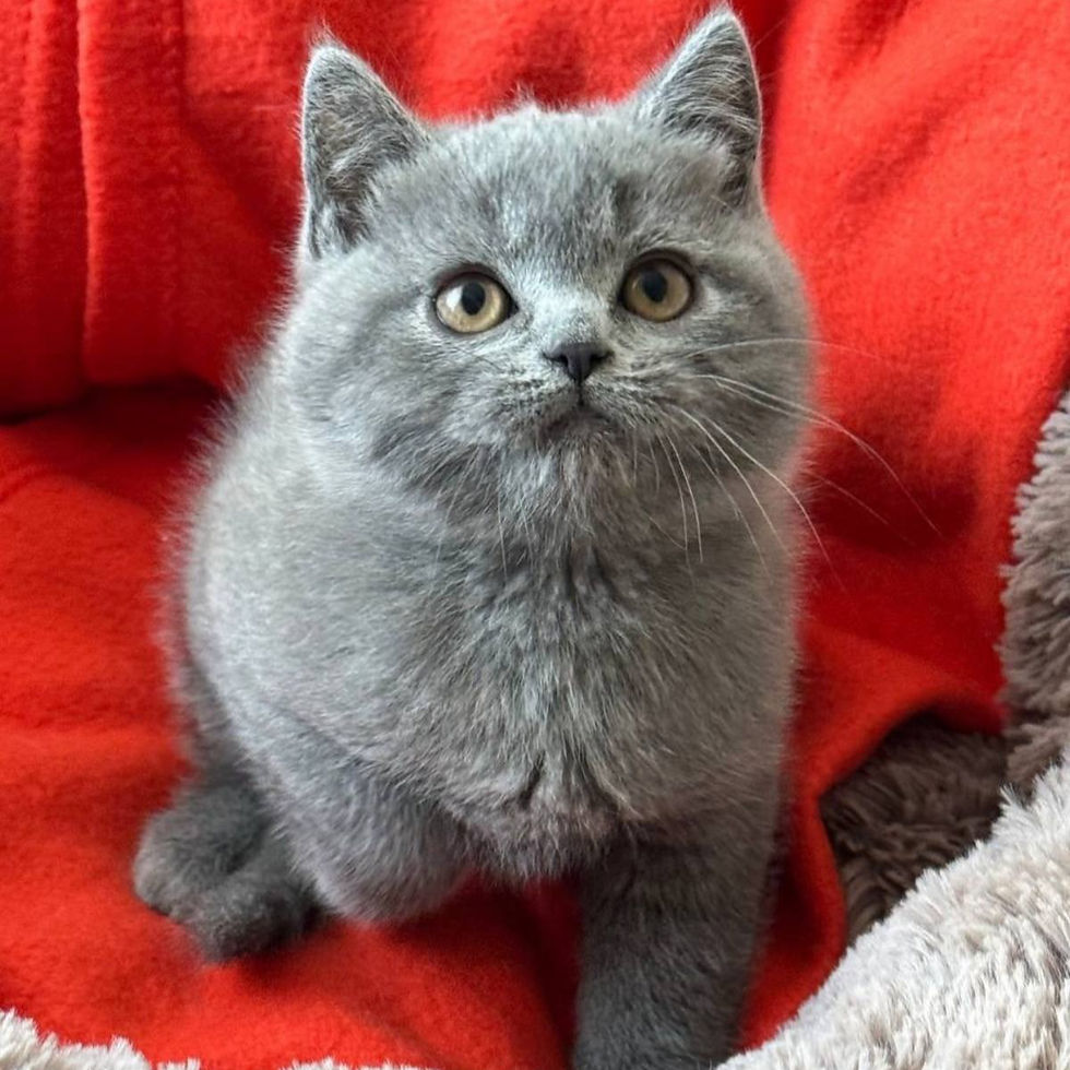 Thumbnail: 209 Kruz (U) British shorthair male kitten