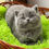Thumbnail: 259 Diana (U) British shorthair female kitten