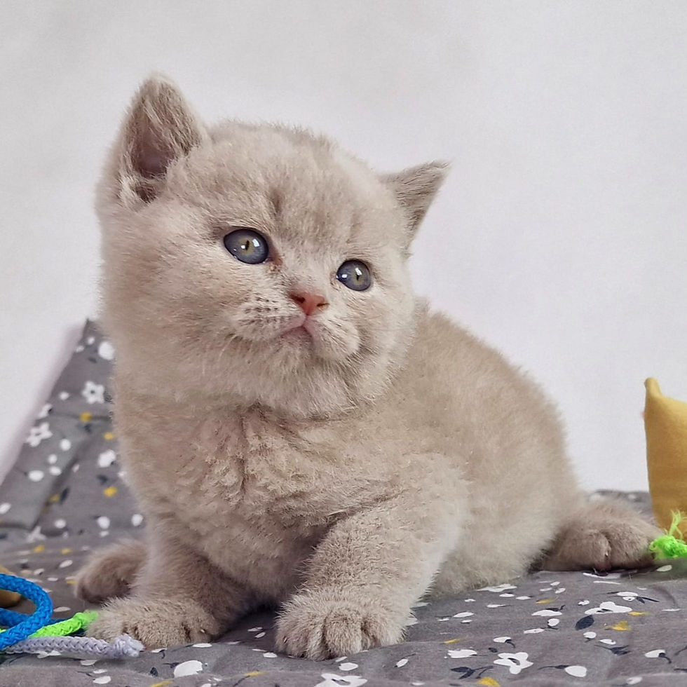 Thumbnail: 434 Tobi (PL) British shorthair male kitten