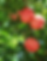pomegranate tree