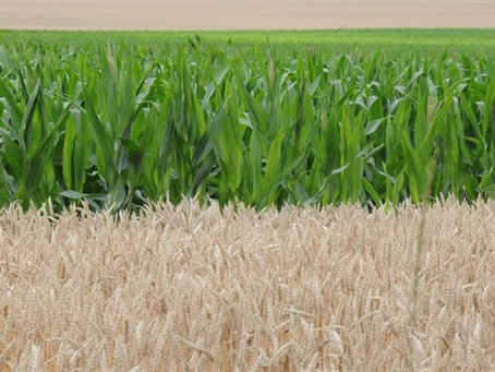 Sécurité alimentaire : Connecting Food noue un partenariat stratégique avec Valeur-Tech